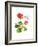 Hummingbird with Geranium, 2015-John Keeling-Framed Giclee Print