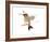 Hummingbird-Aurore De La Morinerie-Framed Art Print