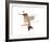 Hummingbird-Aurore De La Morinerie-Framed Art Print