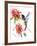 Hummingbird-Suren Nersisyan-Framed Art Print