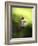 Hummingbird-J.D. Mcfarlan-Framed Photographic Print