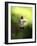 Hummingbird-J.D. Mcfarlan-Framed Photographic Print