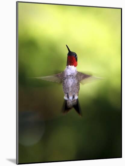 Hummingbird-J.D. Mcfarlan-Mounted Photographic Print