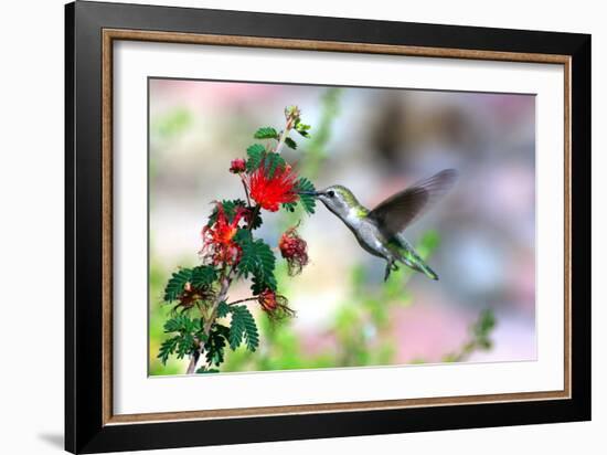 Hummingbird-Douglas Taylor-Framed Photographic Print