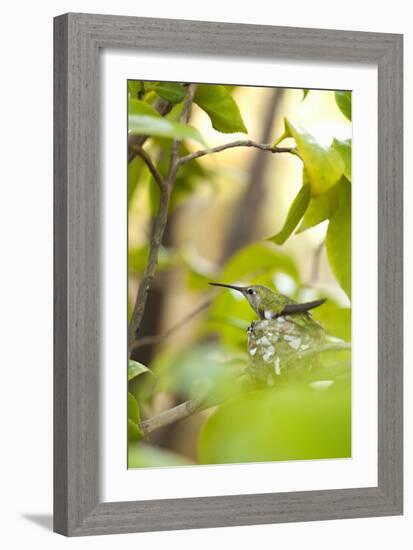 Hummingbird-Karyn Millet-Framed Photographic Print