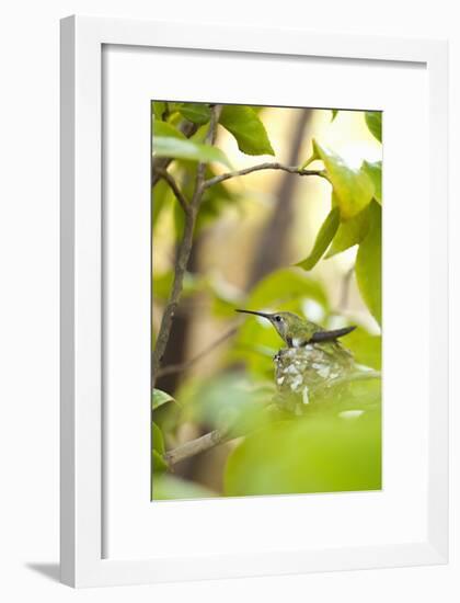 Hummingbird-Karyn Millet-Framed Photographic Print