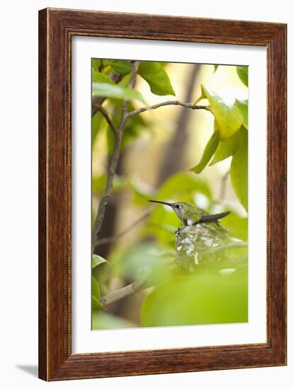 Hummingbird-Karyn Millet-Framed Photographic Print