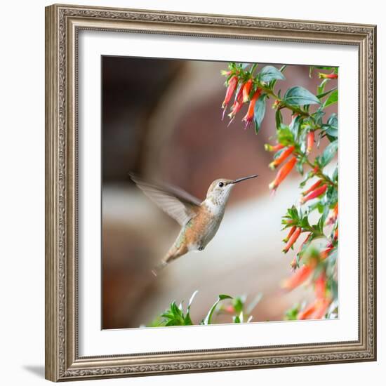 Hummingbird-Stan Hellmann-Framed Photo