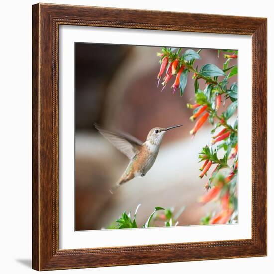 Hummingbird-Stan Hellmann-Framed Photo