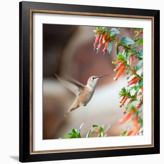 Hummingbird-Stan Hellmann-Framed Photo