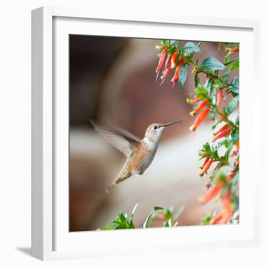 Hummingbird-Stan Hellmann-Framed Photo