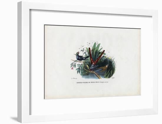 Hummingbirds, 1863-79-Raimundo Petraroja-Framed Giclee Print