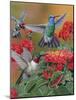 Hummingbirds and Flowers-William Vanderdasson-Mounted Giclee Print