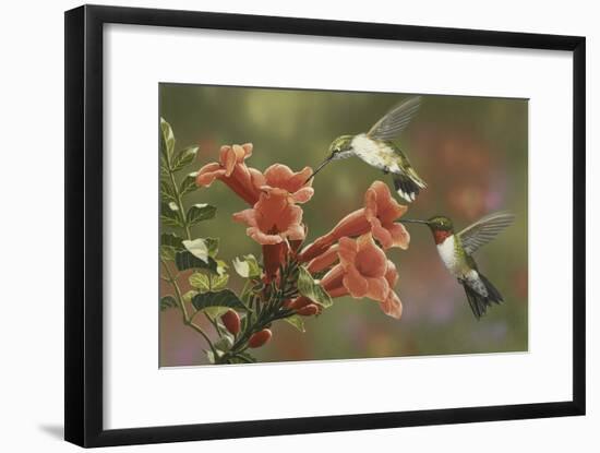 Hummingbirds and Trumpet Flowers-William Vanderdasson-Framed Giclee Print