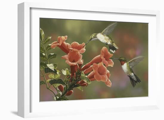 Hummingbirds and Trumpet Flowers-William Vanderdasson-Framed Giclee Print