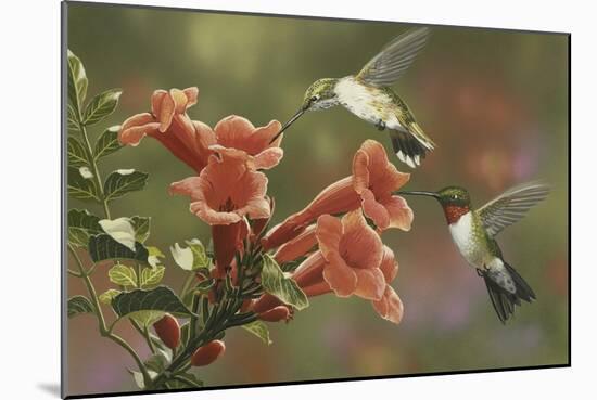 Hummingbirds and Trumpet Flowers-William Vanderdasson-Mounted Giclee Print