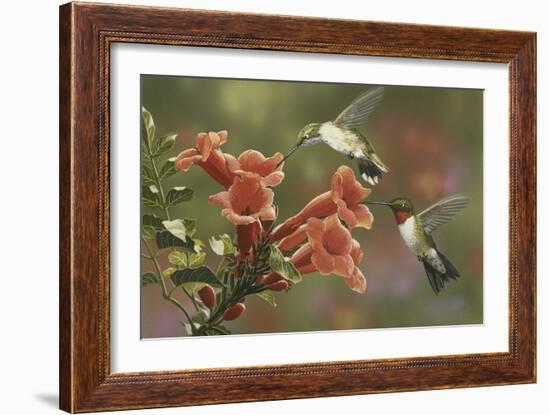 Hummingbirds and Trumpet Flowers-William Vanderdasson-Framed Premium Giclee Print