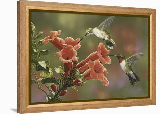 Hummingbirds and Trumpet Flowers-William Vanderdasson-Framed Premier Image Canvas