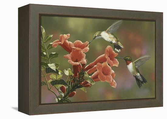 Hummingbirds and Trumpet Flowers-William Vanderdasson-Framed Premier Image Canvas