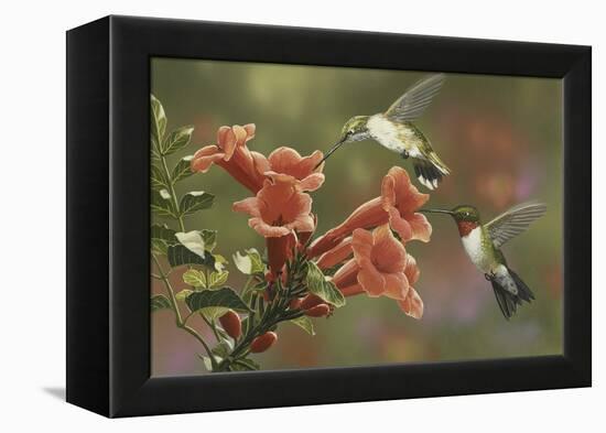 Hummingbirds and Trumpet Flowers-William Vanderdasson-Framed Premier Image Canvas