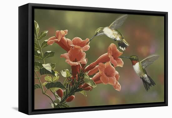 Hummingbirds and Trumpet Flowers-William Vanderdasson-Framed Premier Image Canvas