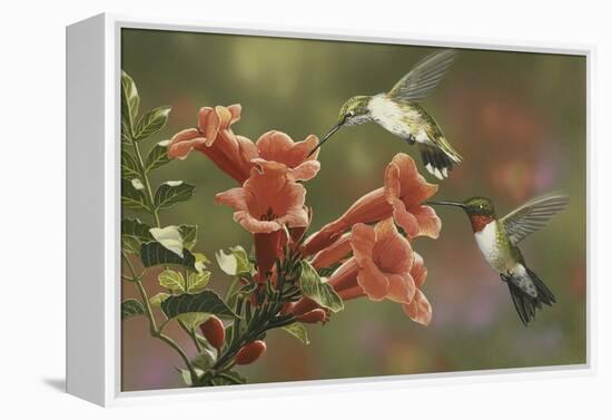 Hummingbirds and Trumpet Flowers-William Vanderdasson-Framed Premier Image Canvas