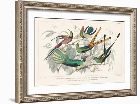 Hummingbirds Chart-Wild Apple Portfolio-Framed Art Print