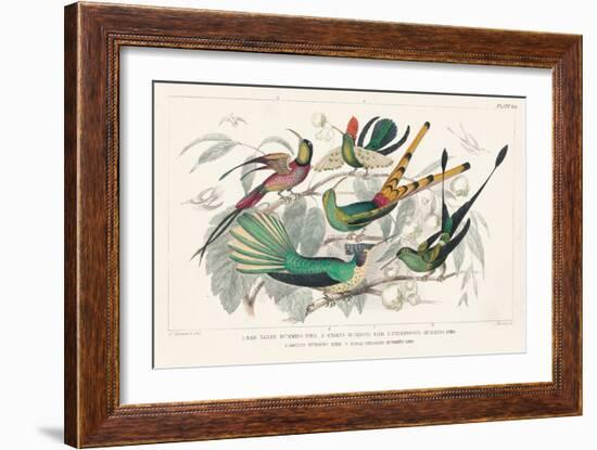 Hummingbirds Chart-Wild Apple Portfolio-Framed Art Print