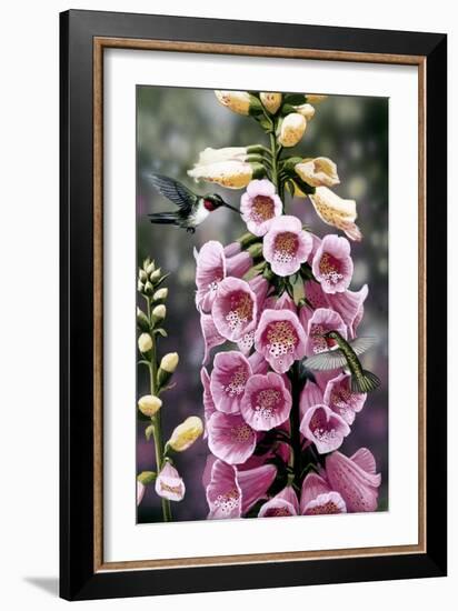 Hummingbirds - Foxgloves-William Vanderdasson-Framed Giclee Print