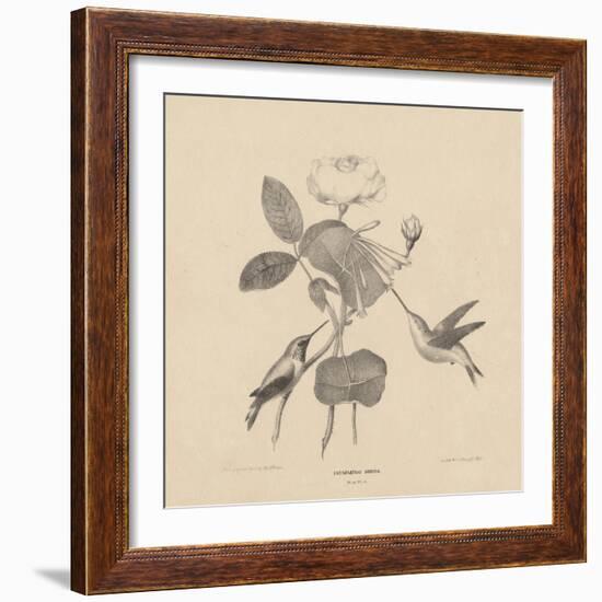 Hummingbirds, from 'Life on Stone', 1832-Mannevillette Elihu Dearing Brown-Framed Giclee Print