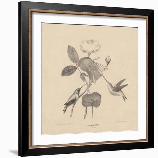 Hummingbirds, from 'Life on Stone', 1832-Mannevillette Elihu Dearing Brown-Framed Giclee Print