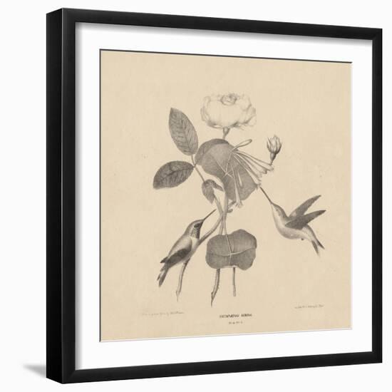 Hummingbirds, from 'Life on Stone', 1832-Mannevillette Elihu Dearing Brown-Framed Giclee Print