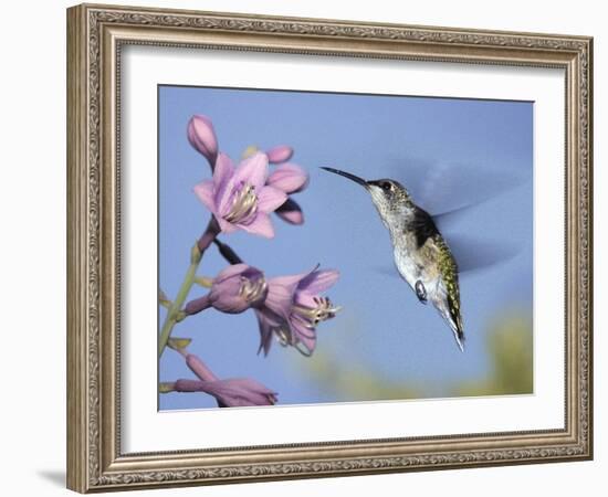 Hummingbirds in Indianapolis Backyard, Indiana, Usa-Anna Miller-Framed Photographic Print