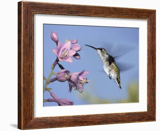 Hummingbirds in Indianapolis Backyard, Indiana, Usa-Anna Miller-Framed Photographic Print