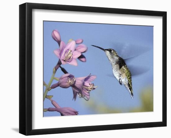 Hummingbirds in Indianapolis Backyard, Indiana, Usa-Anna Miller-Framed Photographic Print