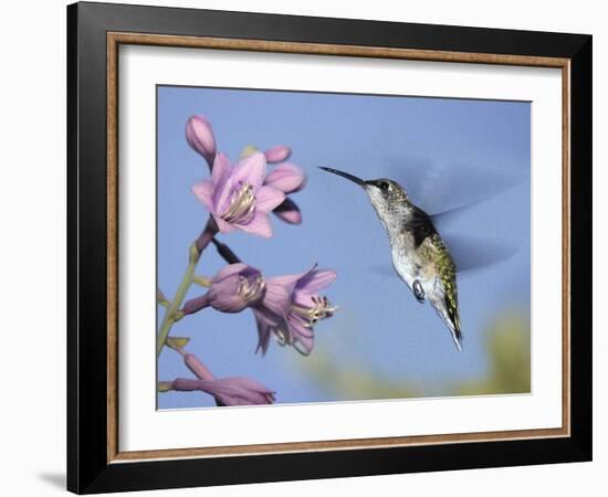 Hummingbirds in Indianapolis Backyard, Indiana, Usa-Anna Miller-Framed Photographic Print