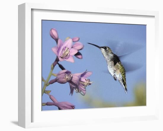 Hummingbirds in Indianapolis Backyard, Indiana, Usa-Anna Miller-Framed Photographic Print