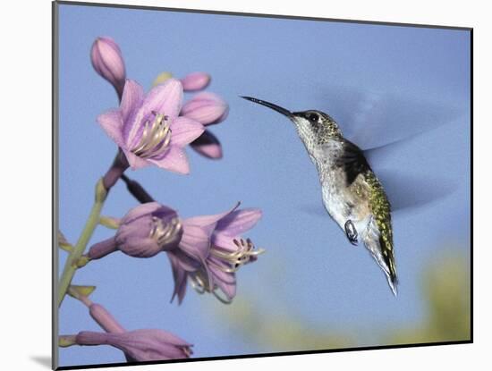 Hummingbirds in Indianapolis Backyard, Indiana, Usa-Anna Miller-Mounted Photographic Print