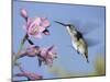 Hummingbirds in Indianapolis Backyard, Indiana, Usa-Anna Miller-Mounted Photographic Print