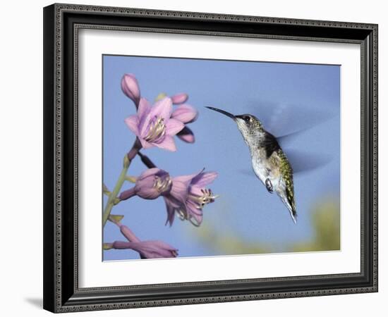 Hummingbirds in Indianapolis Backyard, Indiana, Usa-Anna Miller-Framed Photographic Print