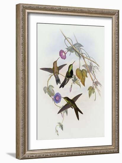 Hummingbirds, Sporadinus Elegans, Family of Humming-Birds-John Gould-Framed Giclee Print