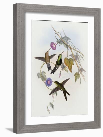 Hummingbirds, Sporadinus Elegans, Family of Humming-Birds-John Gould-Framed Giclee Print