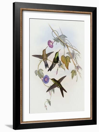 Hummingbirds, Sporadinus Elegans, Family of Humming-Birds-John Gould-Framed Giclee Print