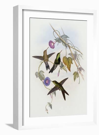 Hummingbirds, Sporadinus Elegans, Family of Humming-Birds-John Gould-Framed Giclee Print