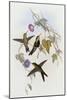 Hummingbirds, Sporadinus Elegans, Family of Humming-Birds-John Gould-Mounted Giclee Print