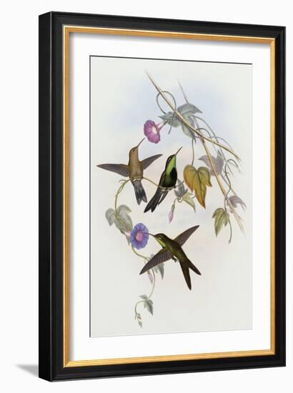 Hummingbirds, Sporadinus Elegans, Family of Humming-Birds-John Gould-Framed Giclee Print