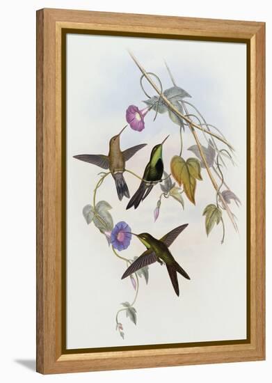 Hummingbirds, Sporadinus Elegans, Family of Humming-Birds-John Gould-Framed Premier Image Canvas