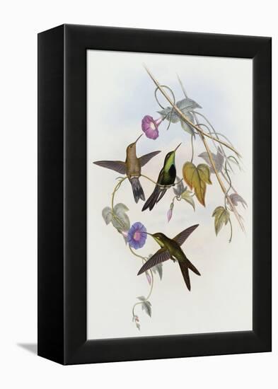 Hummingbirds, Sporadinus Elegans, Family of Humming-Birds-John Gould-Framed Premier Image Canvas