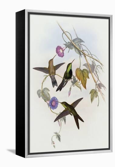 Hummingbirds, Sporadinus Elegans, Family of Humming-Birds-John Gould-Framed Premier Image Canvas