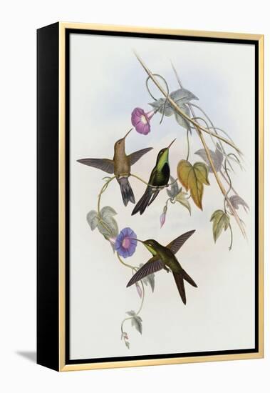 Hummingbirds, Sporadinus Elegans, Family of Humming-Birds-John Gould-Framed Premier Image Canvas